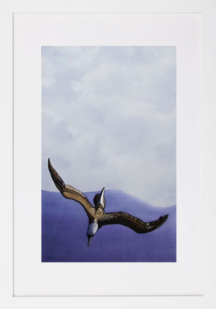 The Dive - Blue-Footed Booby